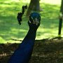 Courtesy: Dharmesh Bhatt from Connecticut<br />A Beautiful Peacock at the Bronx Zoo
